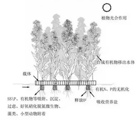 生態(tài)浮島該如何用植物又該怎么選擇？