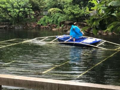 水生態(tài)修復(fù)中恢復(fù)沉水植物為何至關(guān)重要？