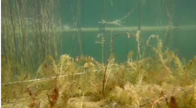 “為全球生物多樣性治理指明了方向”——訪《生物多樣性公約》第十五次締約方大會主席、中國生態(tài)環(huán)境部部長黃潤秋（人民日報）